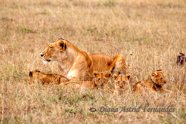Lioness-with-Cubs-Masai-Mara-NP-Kenya